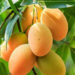 রাজশাহীর আম