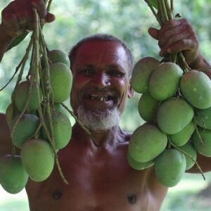 হিমসাগর আম/Himsagar Mango-২০ কেজি (প্যাকেজিং এবং ডেলিভারিসহ)