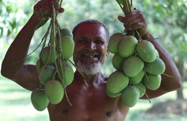 হিমসাগর আম/Himsagar Mango-২০ কেজি (প্যাকেজিং এবং ডেলিভারিসহ)