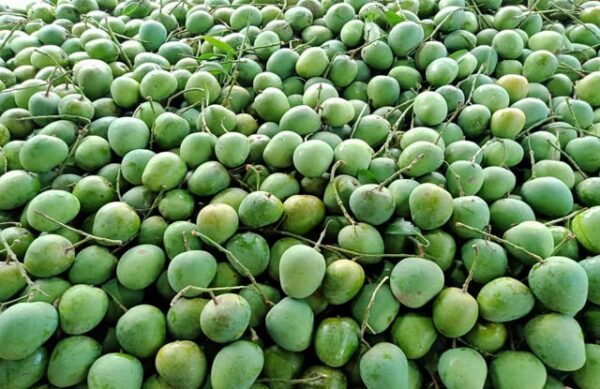 হিমসাগর আম/Himsagar Mango- ১০ কেজি (প্যাকেজিং এবং ডেলিভারিসহ)